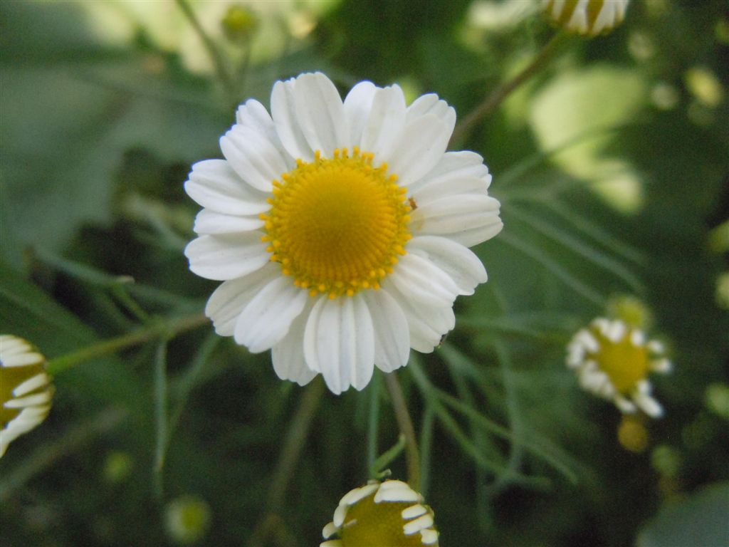 Tripleurospermum inodorum / Camomilla senza odore